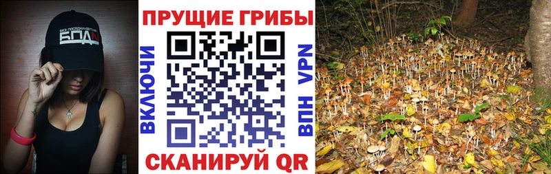 Псилоцибиновые грибы MAGIC MUSHROOMS  Никольское 