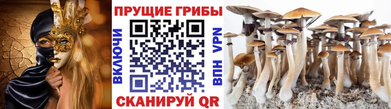 Псилоцибиновые грибы Cubensis Никольское